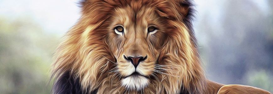 Close up of a lion's face.